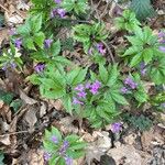 Cardamine glanduligera Flors