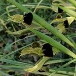 Iris tuberosa 花