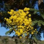 Acacia dealbataCvet