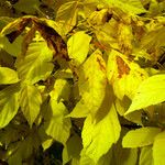 Acer negundo Blad