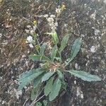 Hieracium amplexicaule Tervik taim