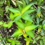 Weigela hortensis Leaf