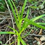 Carex muskingumensis ഇല