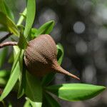 Pelliciera rhizophorae Fruit