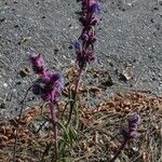 Trichostema lanatum Hábito