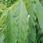 Markhamia tomentosa Blatt