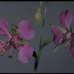 Clarkia rhomboidea Blüte