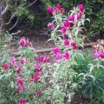 Clarkia amoena Flower