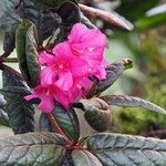 Rhododendron rugosum Цветок