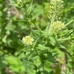 Lepidium campestre Flower