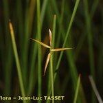 Carex pauciflora Arall