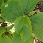 Hibiscus waimeae Feuille