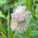 Trifolium arvense Flower