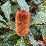 Banksia robur फूल