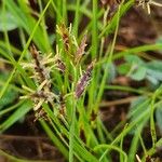 Cyperus blysmoides Цвят