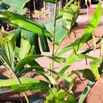 Ptychosperma pullenii Hábito