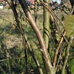 Cotoneaster bullatus Bark