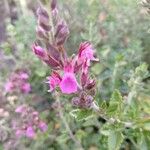 Teucrium chamaedrys Blomma