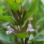 Hygrophila costata 花