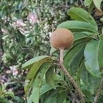 Manilkara zapotaFruit