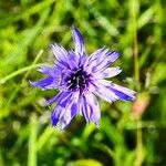 Catananche caeruleaFlower