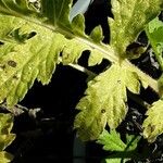 Tanacetum macrophyllum Leaf