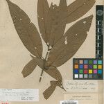 Mespilodaphne cymbarum 葉