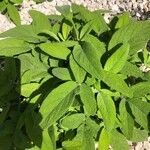 Salvia interrupta Leaf