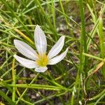 Zephyranthes candida Floare