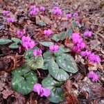 Cyclamen coum Облик