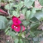 Bougainvillea spp. Bark