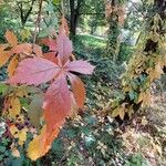 Parthenocissus quinquefoliaFolha