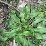 Rumex pulcher Leaf