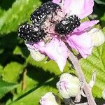 Rubus ulmifolius Fleur