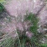 Muhlenbergia capillaris Лист