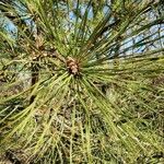 Pinus resinosa Blad