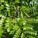 Caesalpinia echinata برگ