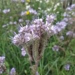 Phacelia tanacetifoliaFlower