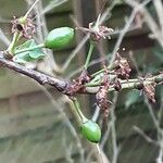 Prunus salicina Fruit