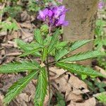 Cardamine pentaphyllos 花