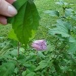 Hibiscus syriacusHostoa