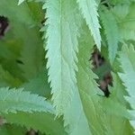 Veronica spicata Folla