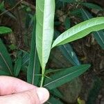 Barleria lupulina Blad