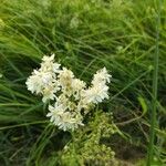 Filipendula vulgarisFleur