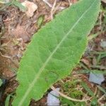 Lactuca virosa Foglia