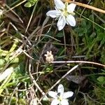 Sagina glabra Flower