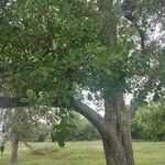 Quercus nigra পাতা