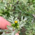 Senecio vulgarisFiore