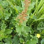Blitum bonus-henricus Flower