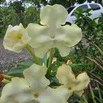 Brunfelsia americana Floro